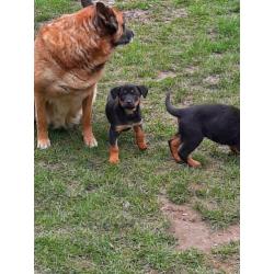 Mechels herder x Rottweiler pups van de boerderij
