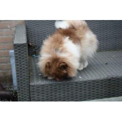 Pomeranian pomeriaan teefje 9 maanden super mooi