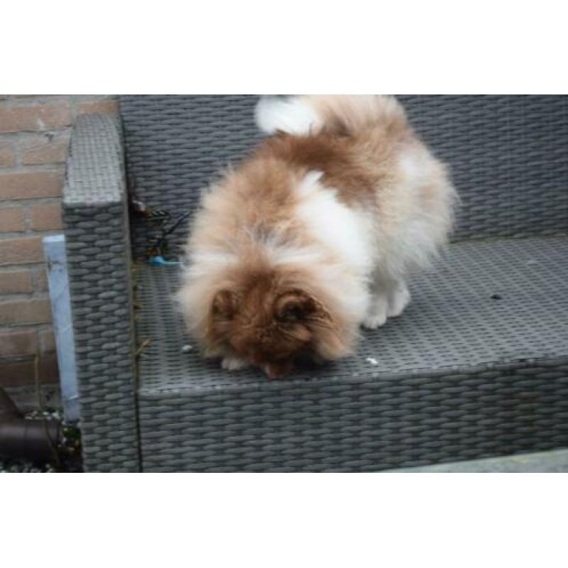 Pomeranian pomeriaan teefje 9 maanden super mooi