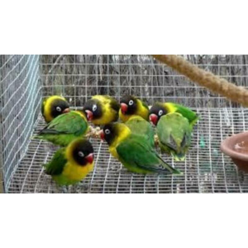 Copy of koppels en losse Agapornis personata