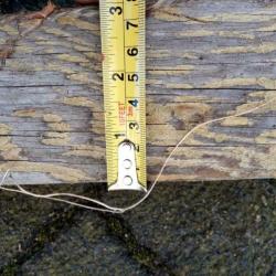 Mast hout