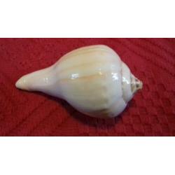 strombus kleckhamae. vleugelhoorn. zeeslak. schelp