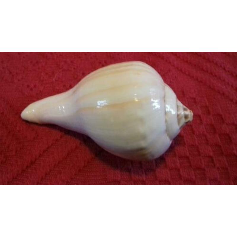 strombus kleckhamae. vleugelhoorn. zeeslak. schelp
