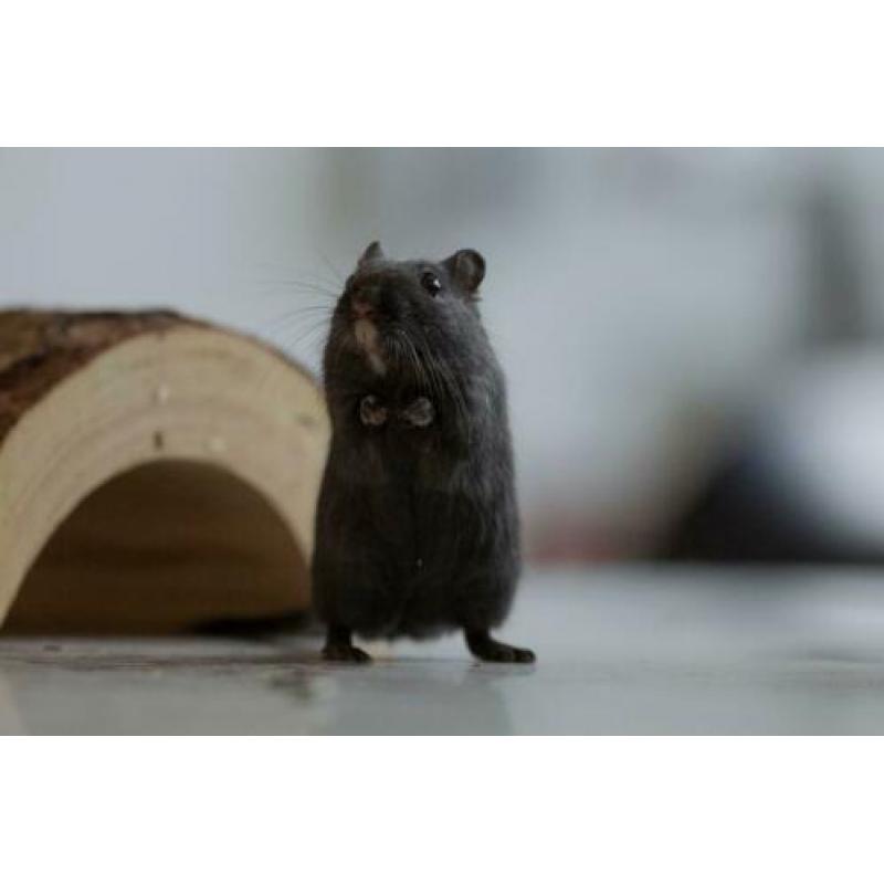 Gerbil vrouwtje te koop