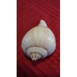strombus kleckhamae. vleugelhoorn. zeeslak. schelp