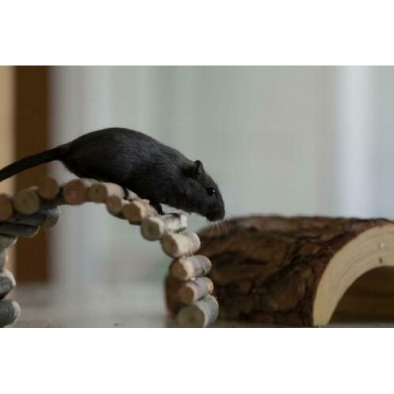 Gerbil vrouwtje te koop