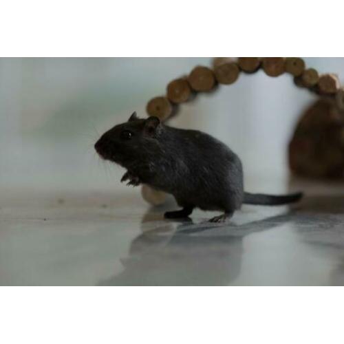 Gerbil vrouwtje te koop