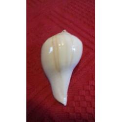 strombus kleckhamae. vleugelhoorn. zeeslak. schelp