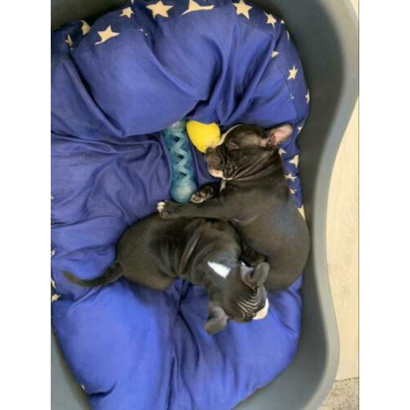 American Bully Pocket
