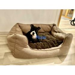 American Bully Pocket