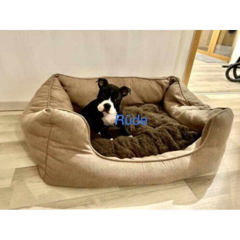 American Bully Pocket