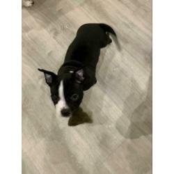 American Bully Pocket