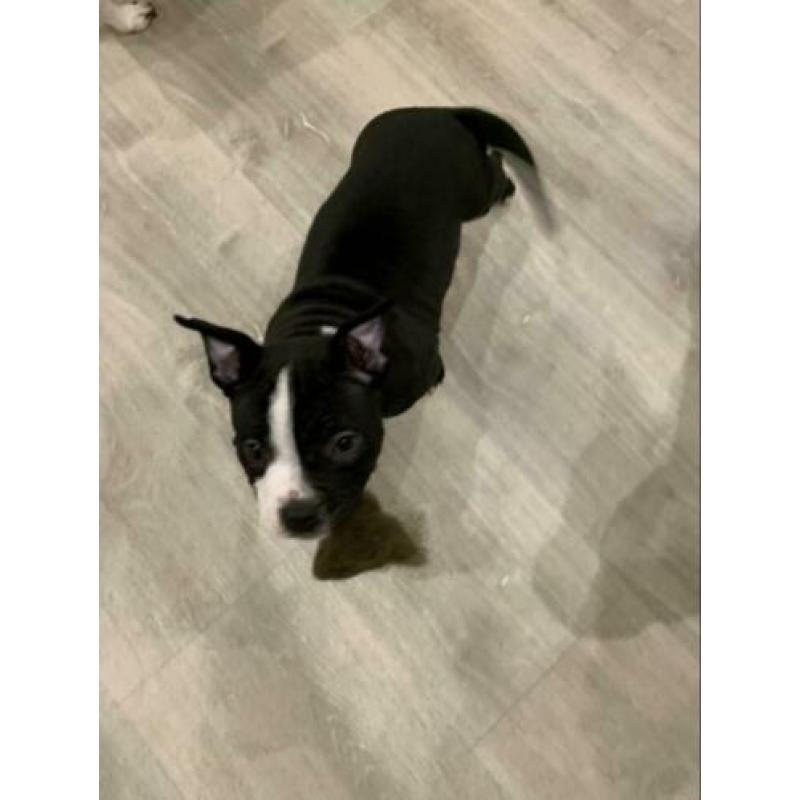 American Bully Pocket