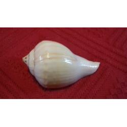 strombus kleckhamae. vleugelhoorn. zeeslak. schelp