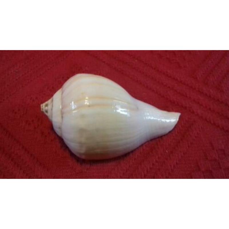 strombus kleckhamae. vleugelhoorn. zeeslak. schelp