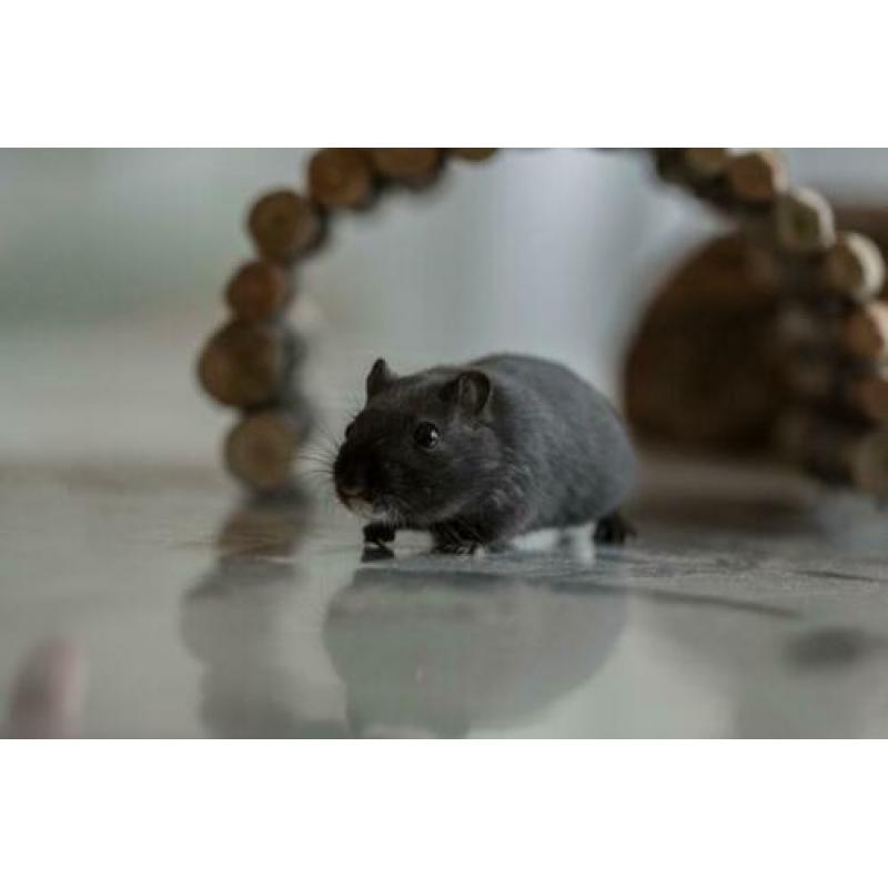 Gerbil vrouwtje te koop