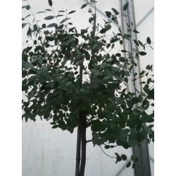 Eucalypthus gunni, eucalypthus boom