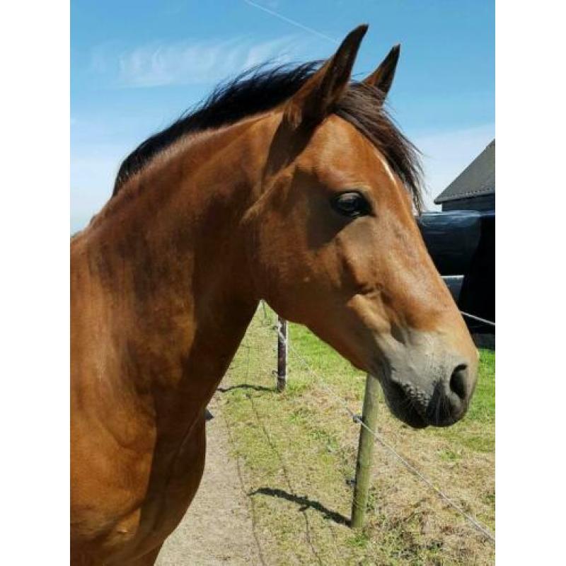 Beste New Forest D pony 145 cm stokmaat, 11 jaar.