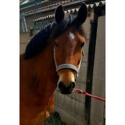 Beste New Forest D pony 145 cm stokmaat, 11 jaar.
