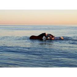 Beste New Forest D pony 145 cm stokmaat, 11 jaar.
