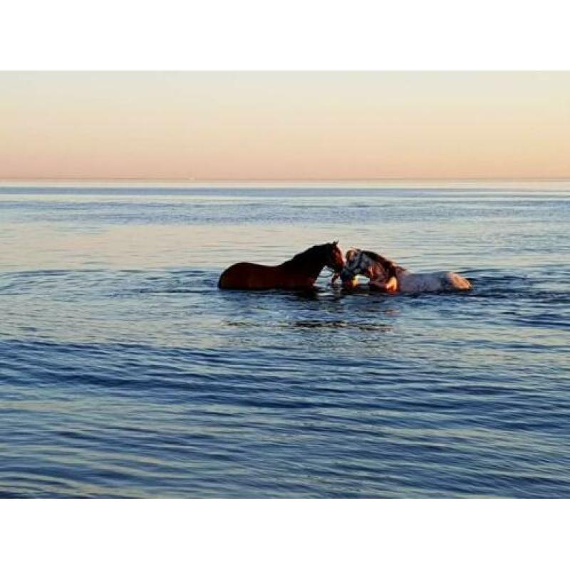 Beste New Forest D pony 145 cm stokmaat, 11 jaar.