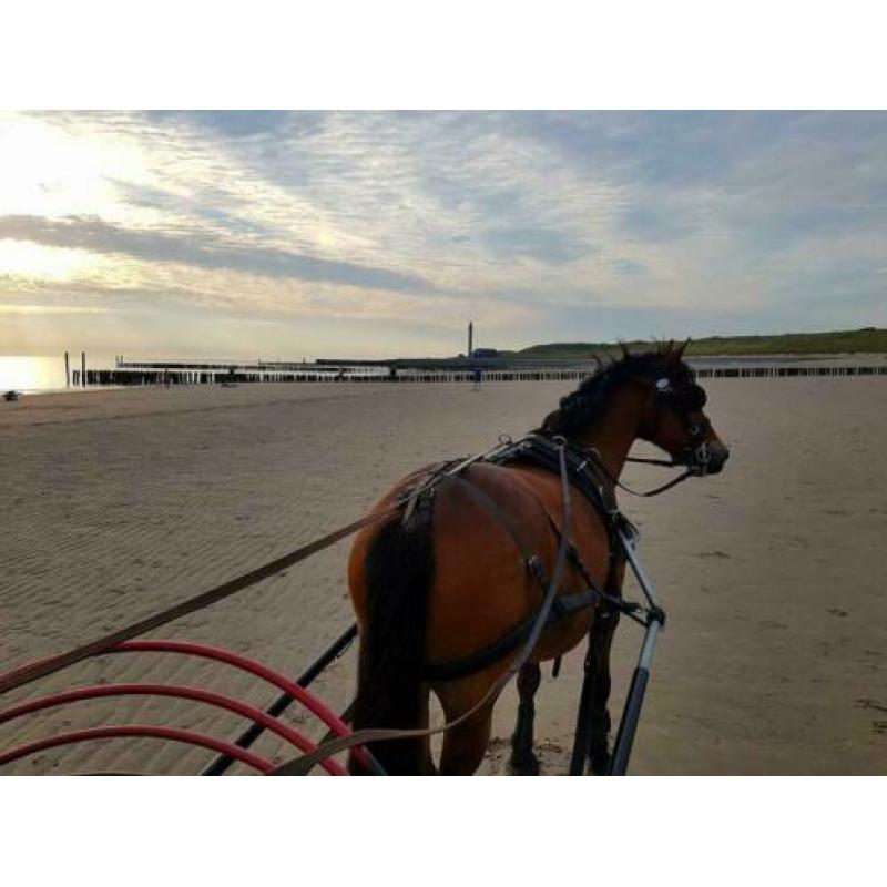 Beste New Forest D pony 145 cm stokmaat, 11 jaar.