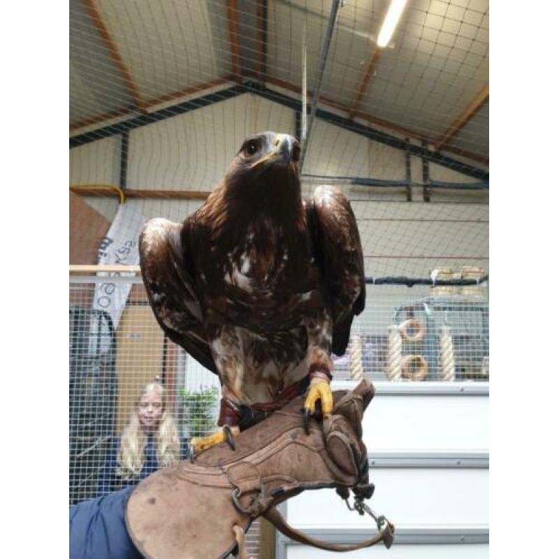 Steenarend.
