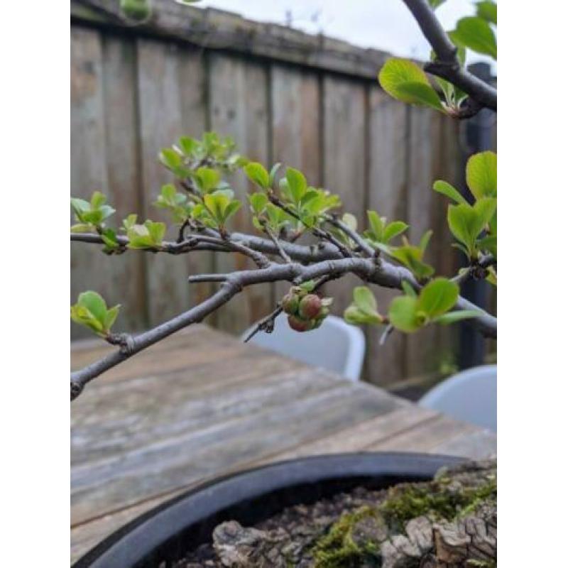 Bonsai pre, Japanse Quitte met bloesem