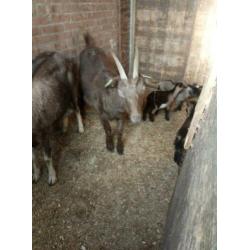2 mooie bruine geiten