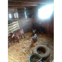 2 mooie bruine geiten