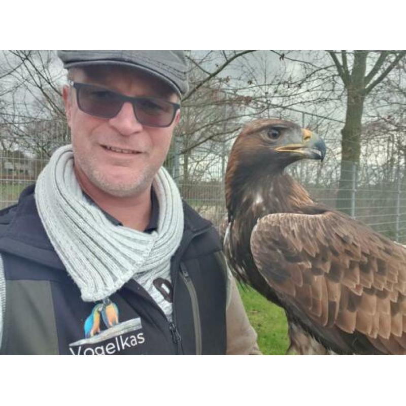 Steenarend.