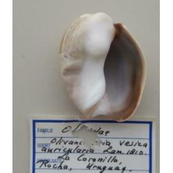Schelpen