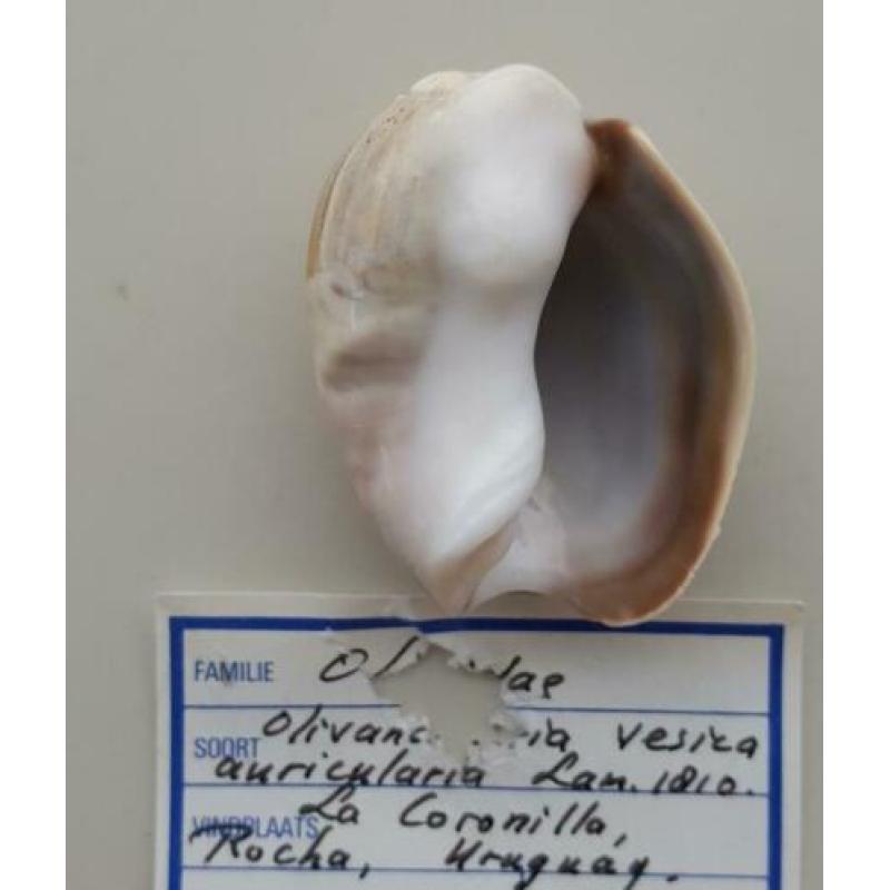 Schelpen