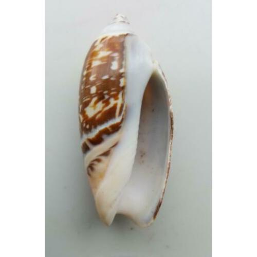 Schelpen