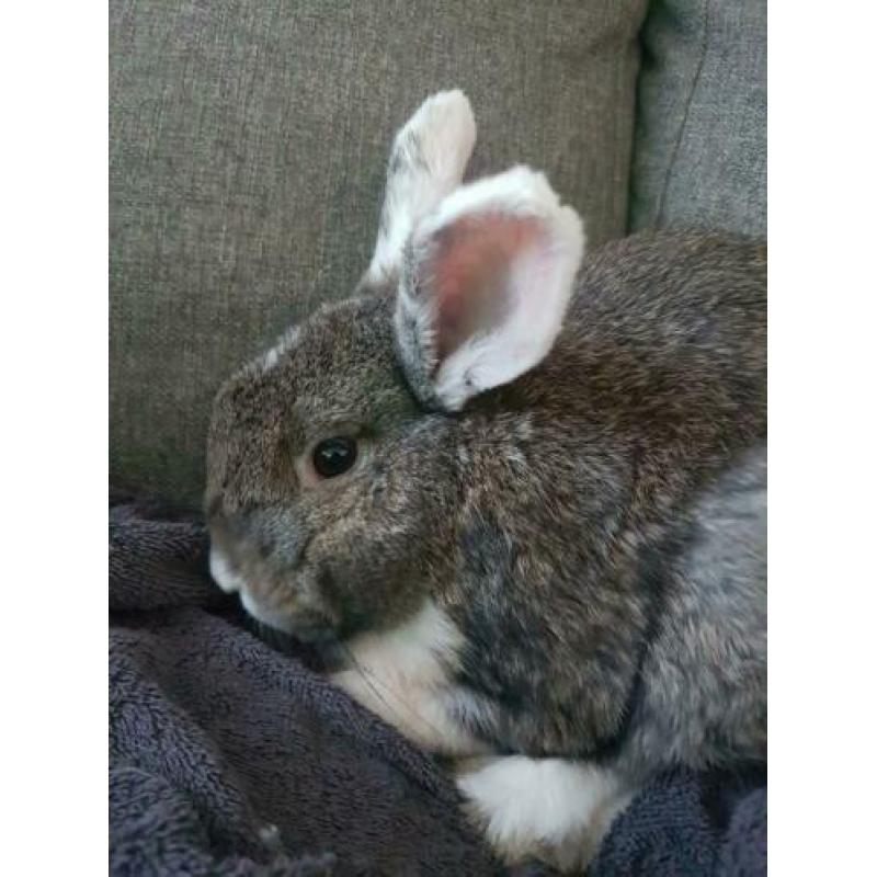Lief konijn van 6 maanden