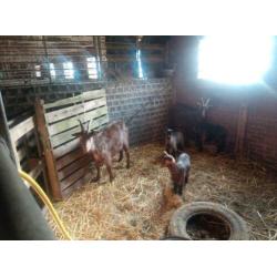 2 mooie bruine geiten