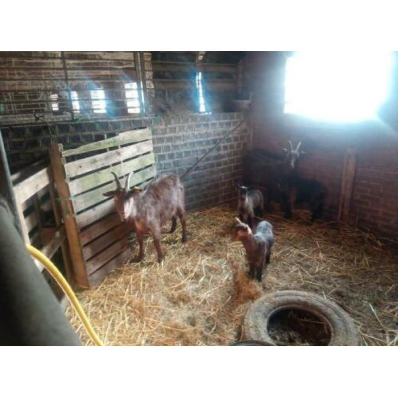 2 mooie bruine geiten
