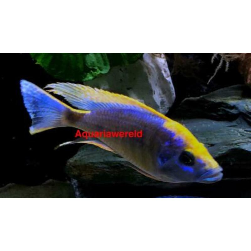 Malawi Otopharynx Lithobates Zimbawe Rock