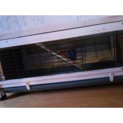konijn/cavia hok